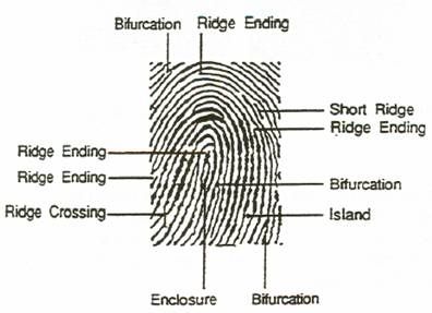 Image result for fingerprint diagram